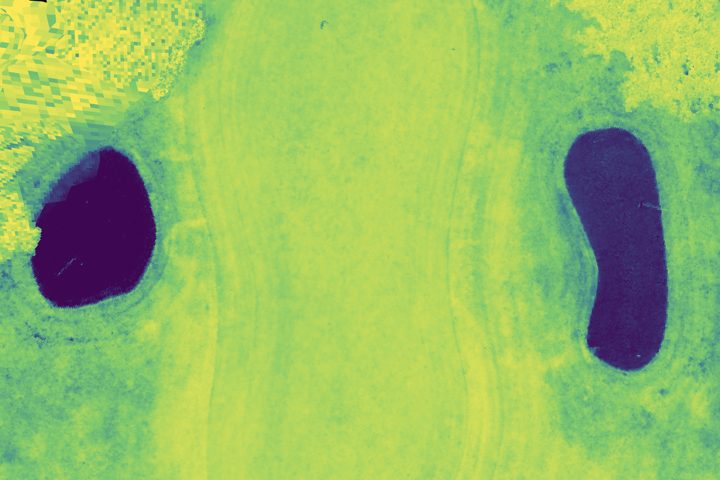 The same green rendered as NDVI: the turf separates into brighter and duller ground that the true-colour render does not show, and the bunkers drop out of the scale.