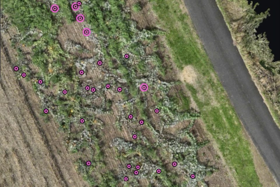 A pumpkin patch in the Terravect viewer, seen from above, with each pumpkin marked by a dot where it was detected automatically.