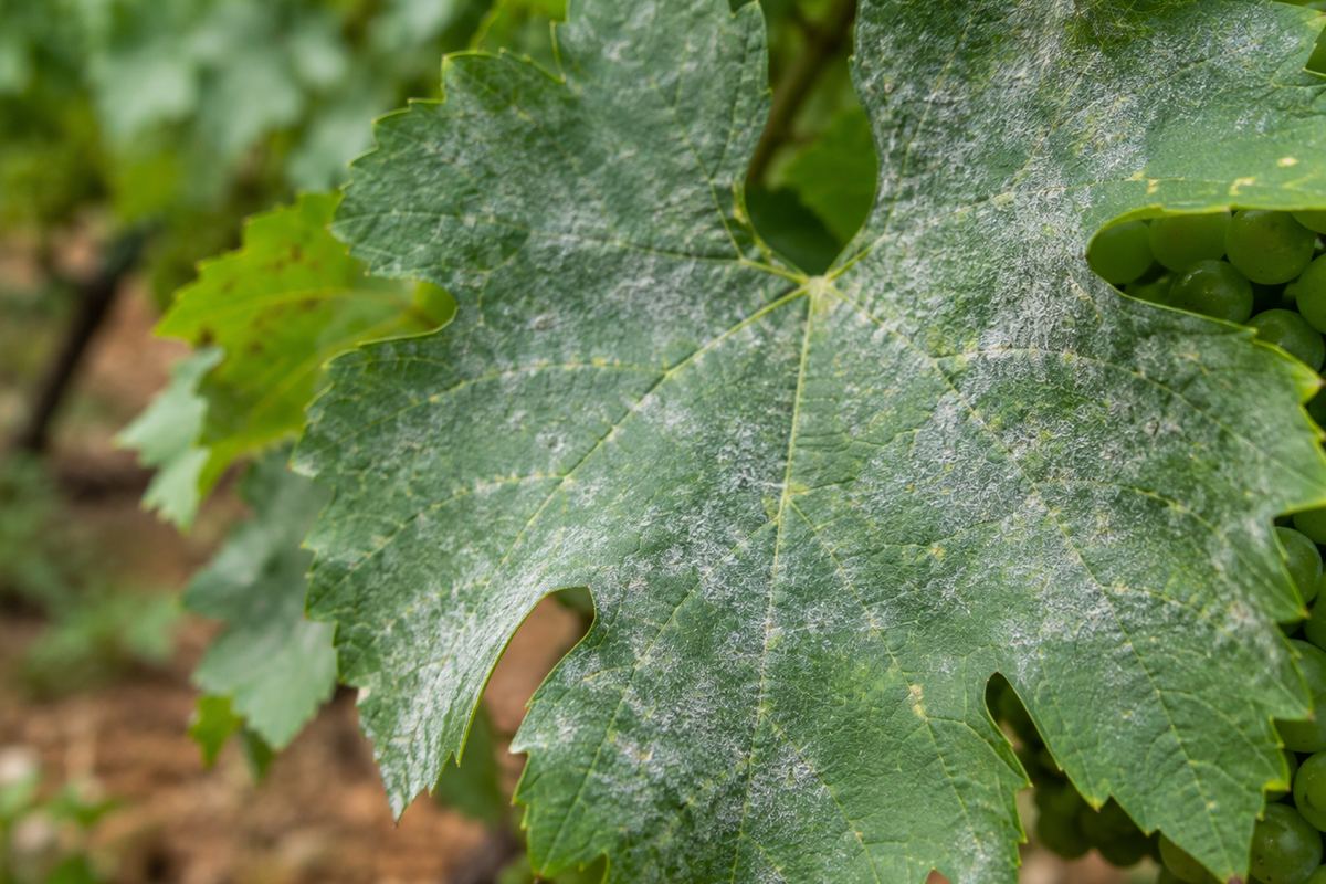 A close-up of a vine leaf covered in the white, dusty bloom of powdery mildew, with green grapes behind it.